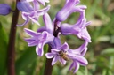 Hyacint Splendid Cornelia - BIO-1
