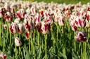 Tulipa Grand Perfection - BIO-2