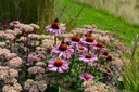 Echinacea purpurea Magnus - BIO