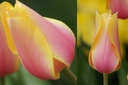 Tulipa Blushing Lady - BIO
