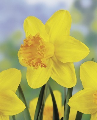 Narcissus Suada - BIO