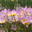 Tulipa Lilac Wonder - BIO