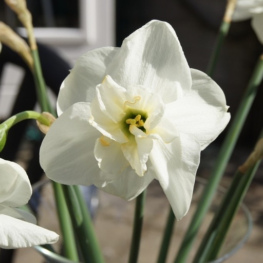 [A3007-5] Narcissus Papillon Blanc - BIO (5 løg)