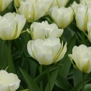 Tulipa Exotic Emperor - BIO