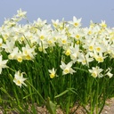 Narcissus Sailboat - BIO