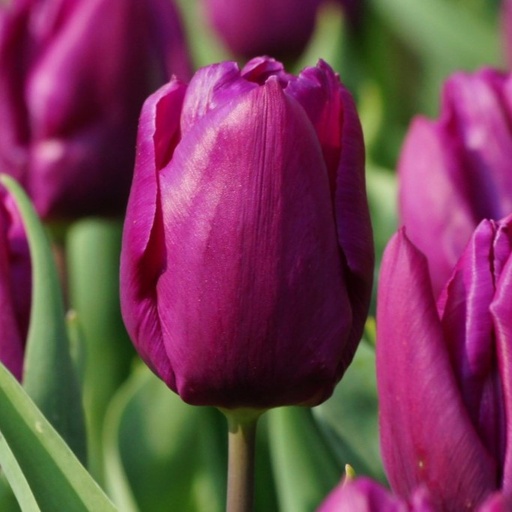 [A1088-7] Tulipa Purple Prince - BIO (7 løg)