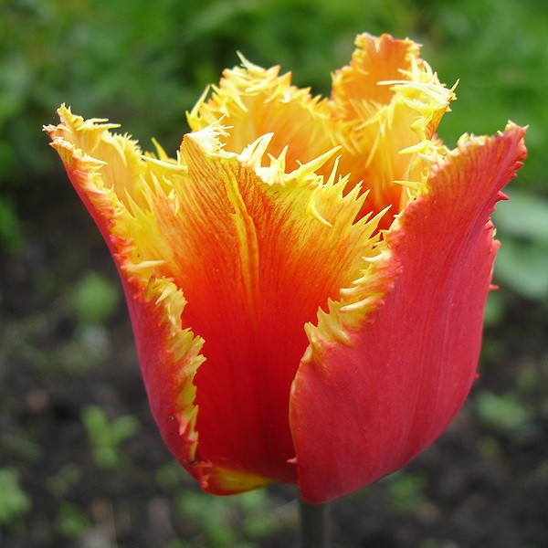Tulipa Gusto - BIO