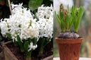 Hyacint White Pearl i Pot - BIO