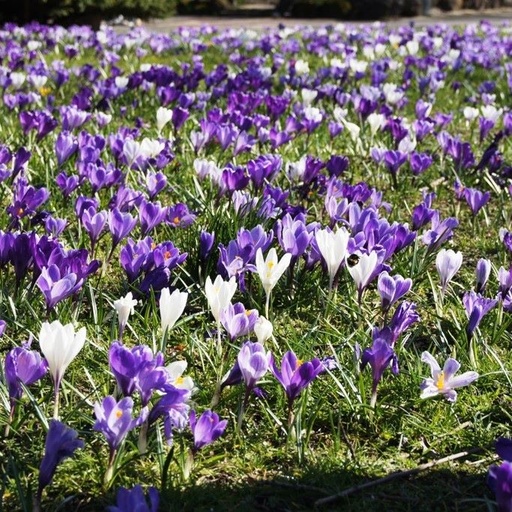 [A2006] Krokus Blanding Violet-Hvid - BIO
