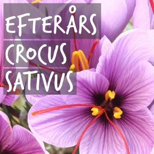 Natural Bulbs | Efterårs crocus sativus (Safran)