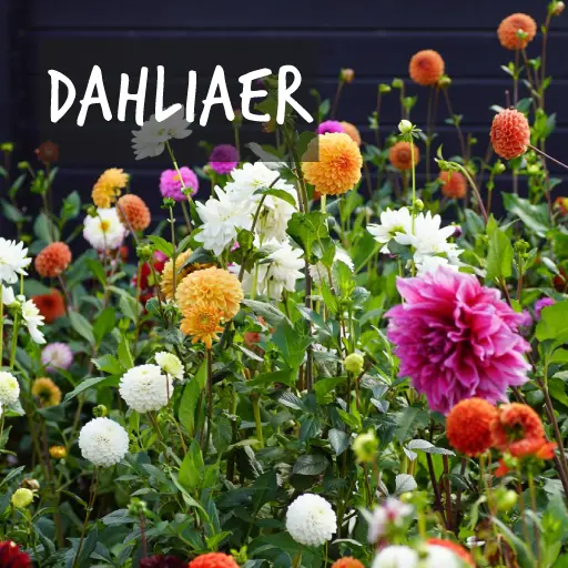 Økologisk dyrkede dahliaer Natural Bulbs