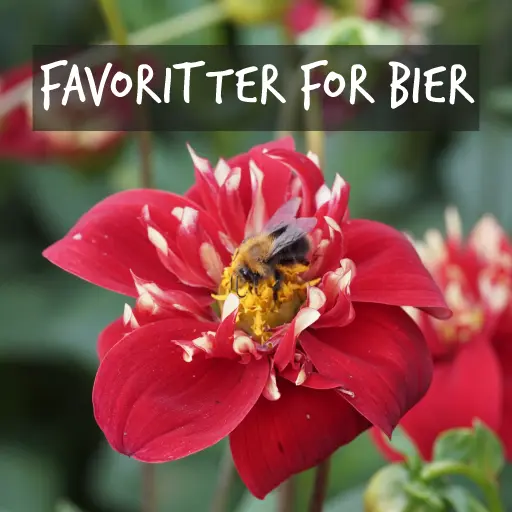 Økologisk dyrkede planter til bier Natural Bulbs