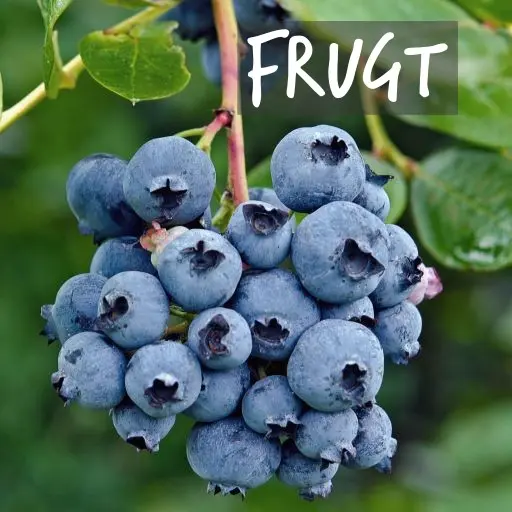 Økologisk dyrkede frugtbuske Natural Bulbs