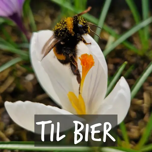 Ekologiska blomlökar för bin Ekologiska blomlökar för bin