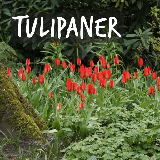 Ekologiska tulpanlökar Ekologiska tulpanlökar