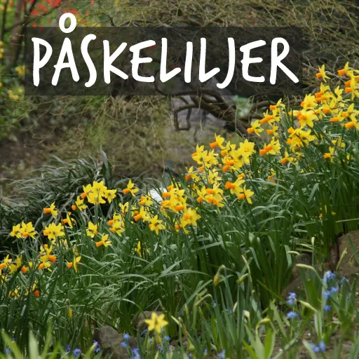 Ekologiska narcislökar Ekologiska narcislökar