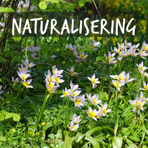 Ekologiska blomlökar som passar för vildplantering Ekologiska blomlökar som passar för vildplantering
