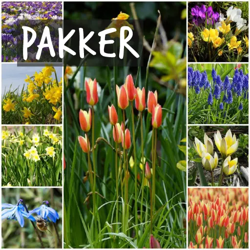 Paket med ekologiska blomlökar Paket med ekologiska blomlökar