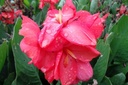 Canna roze - BIO-1