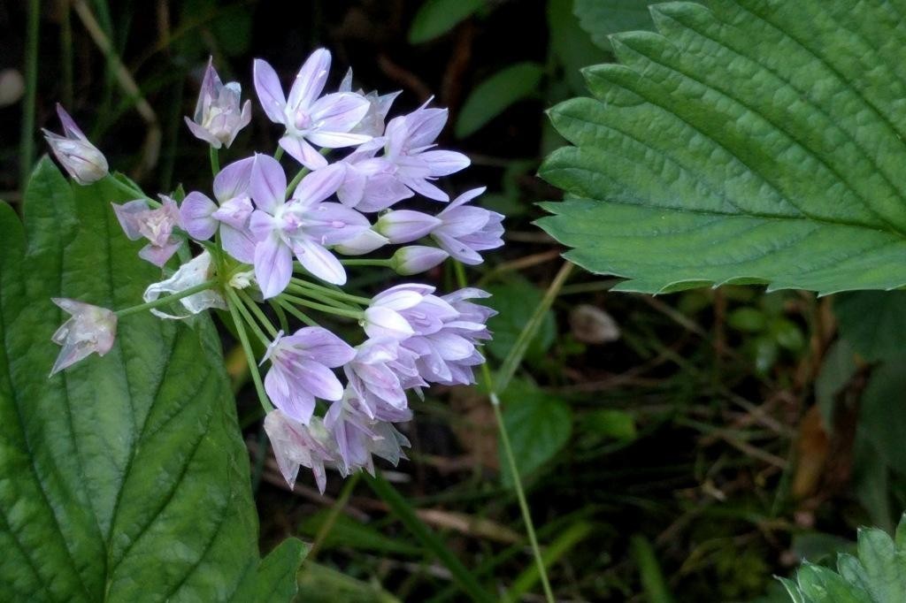 Allium unifolium - BIO-1