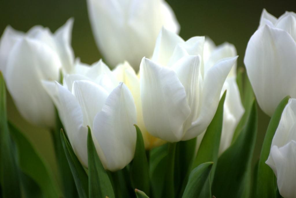 Tulipa White Dream - BIO-1