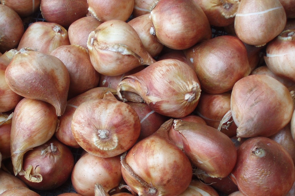 Eetbare biologische tulpenbollen per KG-1