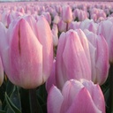 Tulipa Sweet Flag-1