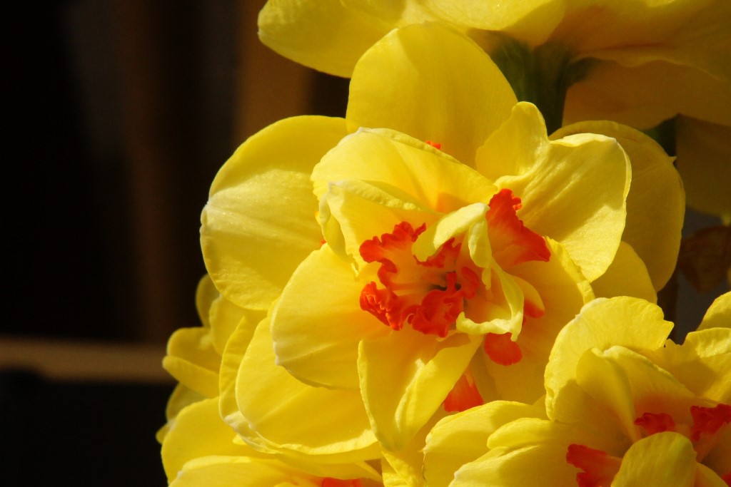 Narcissus Tahiti - BIO-1