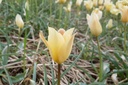 Tulipa batalinii Bronze Charm - BIO-1