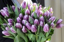 Tulipa Flaming Flag - BIO-1