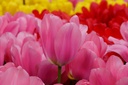 Tulipa Big Love - BIO-1