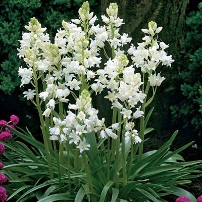 Hyacinthoïdes hisp. Wit - BIO-1