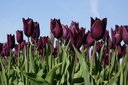 Tulipa Havran - BIO-1
