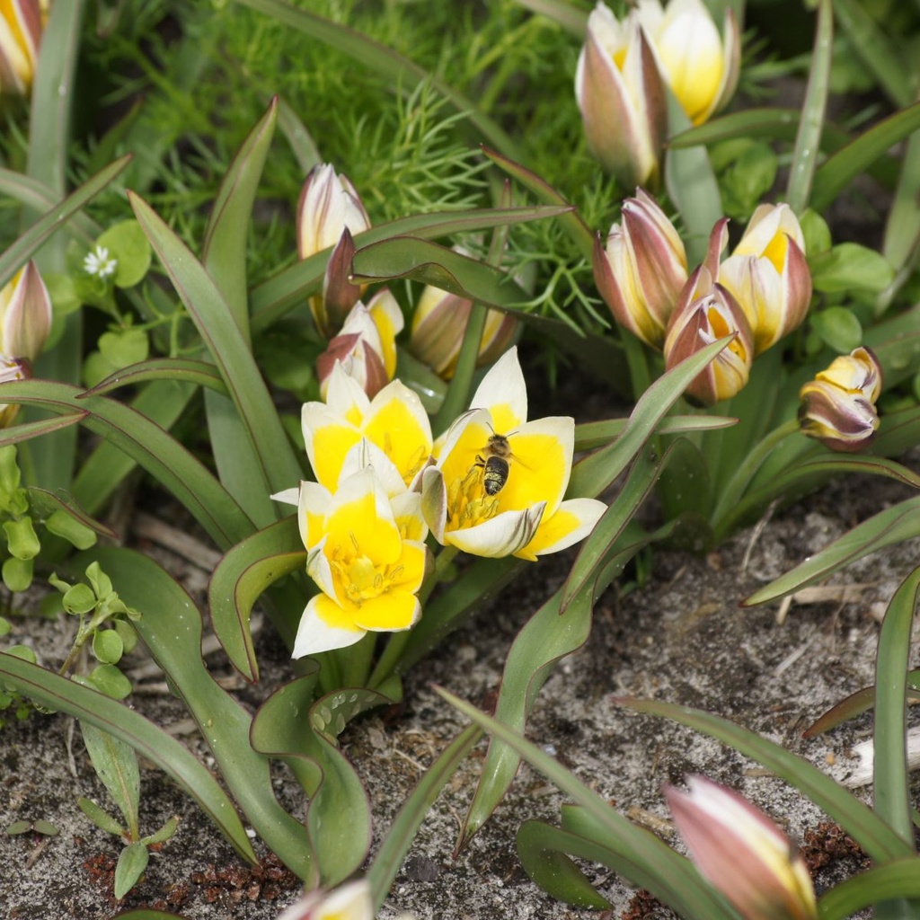 Tulipa Tarda - BIO-1