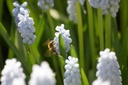 Muscari Valerie Finnis - BIO-1