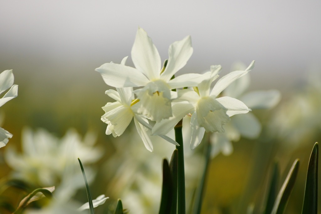 Narcissus Thalia - BIO-2