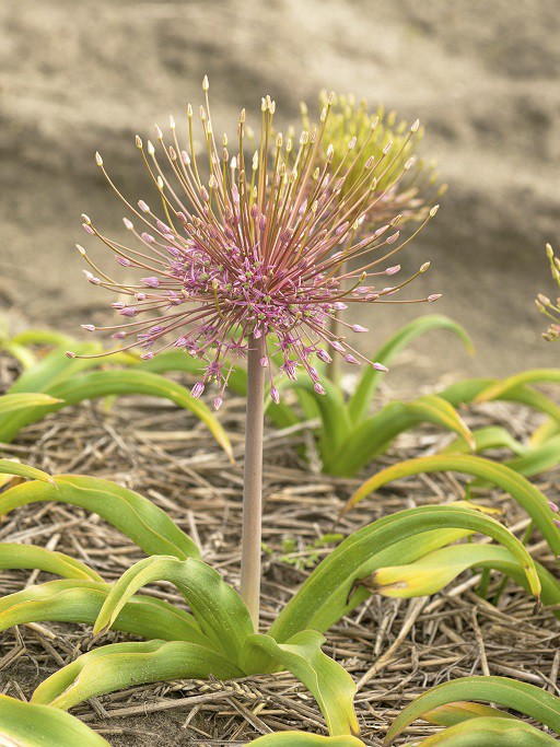 Allium Schubertii - BIO-2