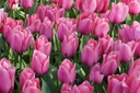 Tulipa Big Love - BIO-2