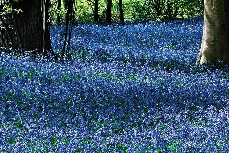 Scilla Siberica - BIO -2
