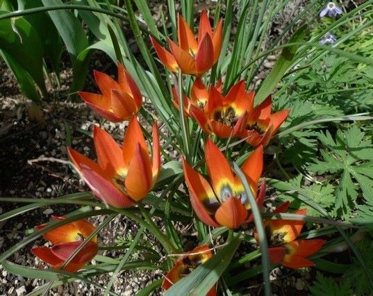 Tulipa Little Princess - BIO-2