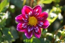 Dahlia Bijen Mix Roze-Rood 4 ST - BIO