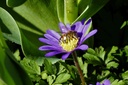 Anemone Blanda - BIO