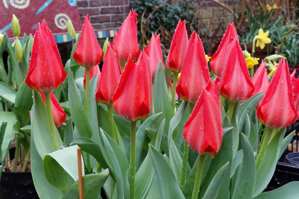 Tulipa Ingens - BIO