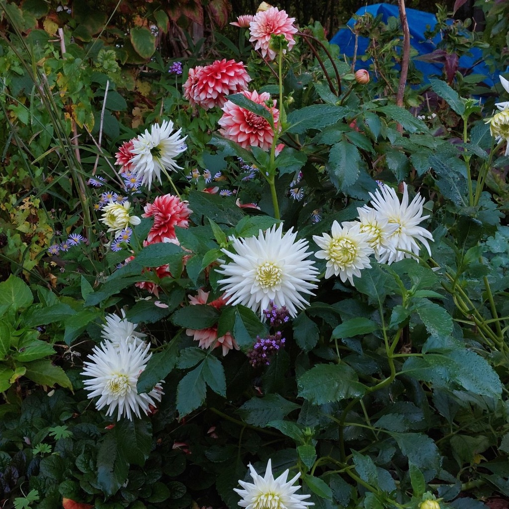 Dahlia My Love - BIO