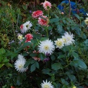 Dahlia My Love - BIO