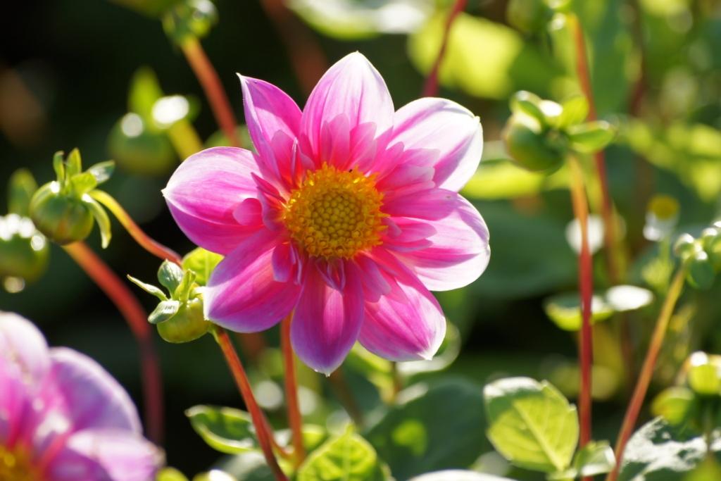 Dahlia Bijenmix Halskraag - BIO