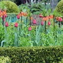 Fritillaria imp. Rubra - BIO