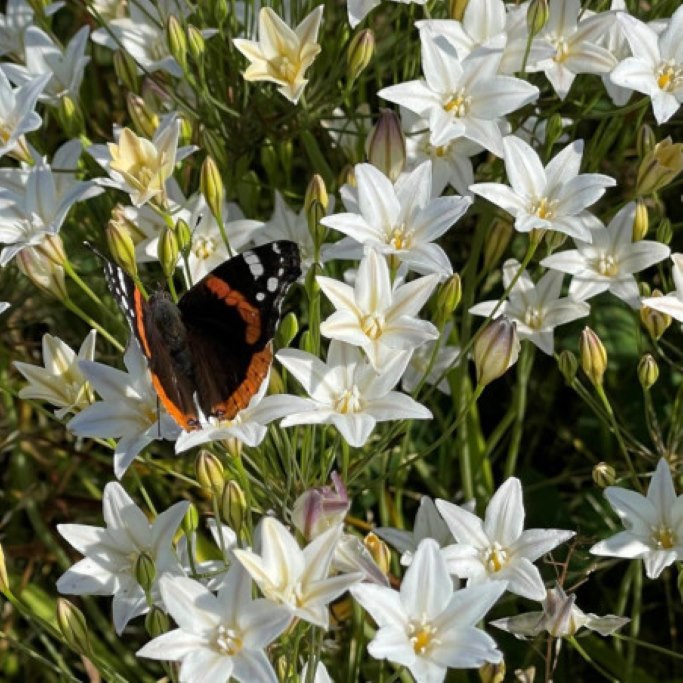 Triteleia Silver Queen - BIO