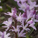 Chionodoxa Pink Giant - BIO