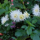 Dahlia My Love - BIO